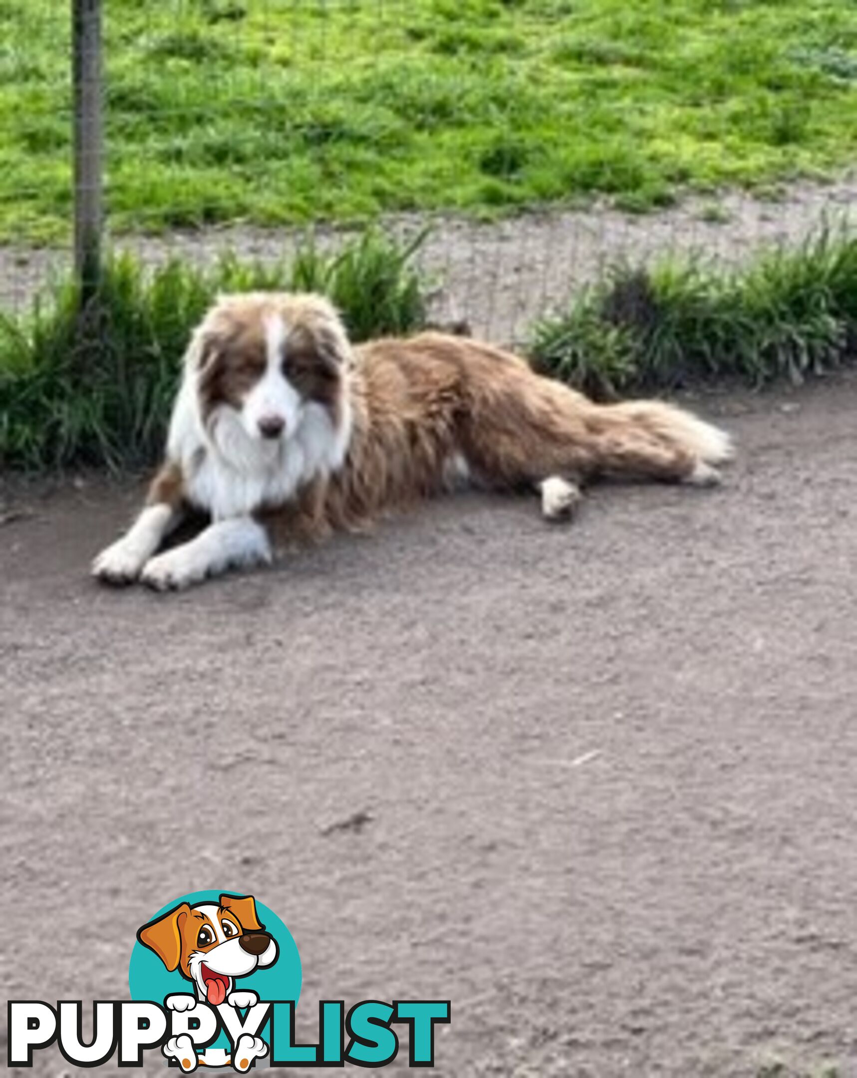 PURE BRED LONG HAIRED BORDER COLLIE PUPPIES