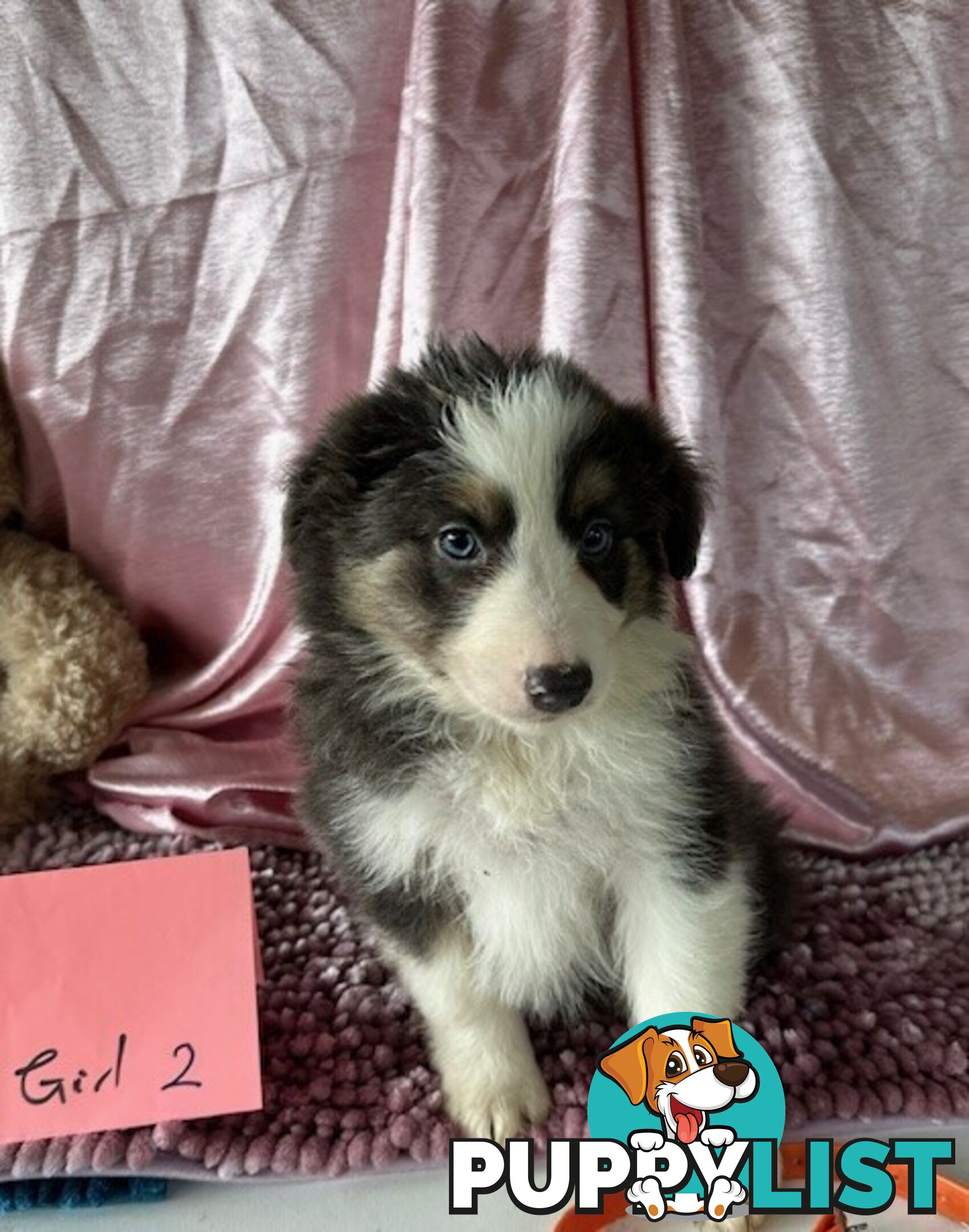 PURE BRED LONG HAIRED BORDER COLLIE PUPPIES