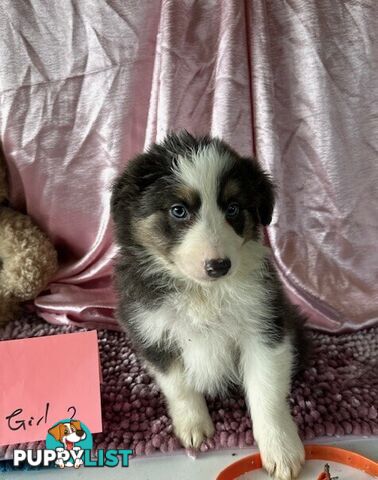 PURE BRED LONG HAIRED BORDER COLLIE PUPPIES