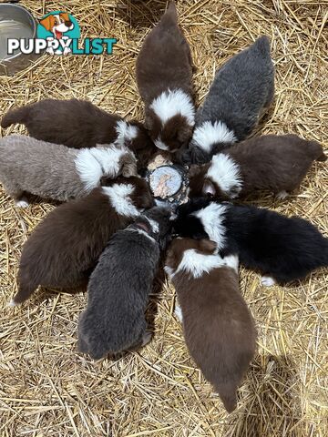 PURE BRED LONG HAIRED BORDER COLLIE PUPPIES