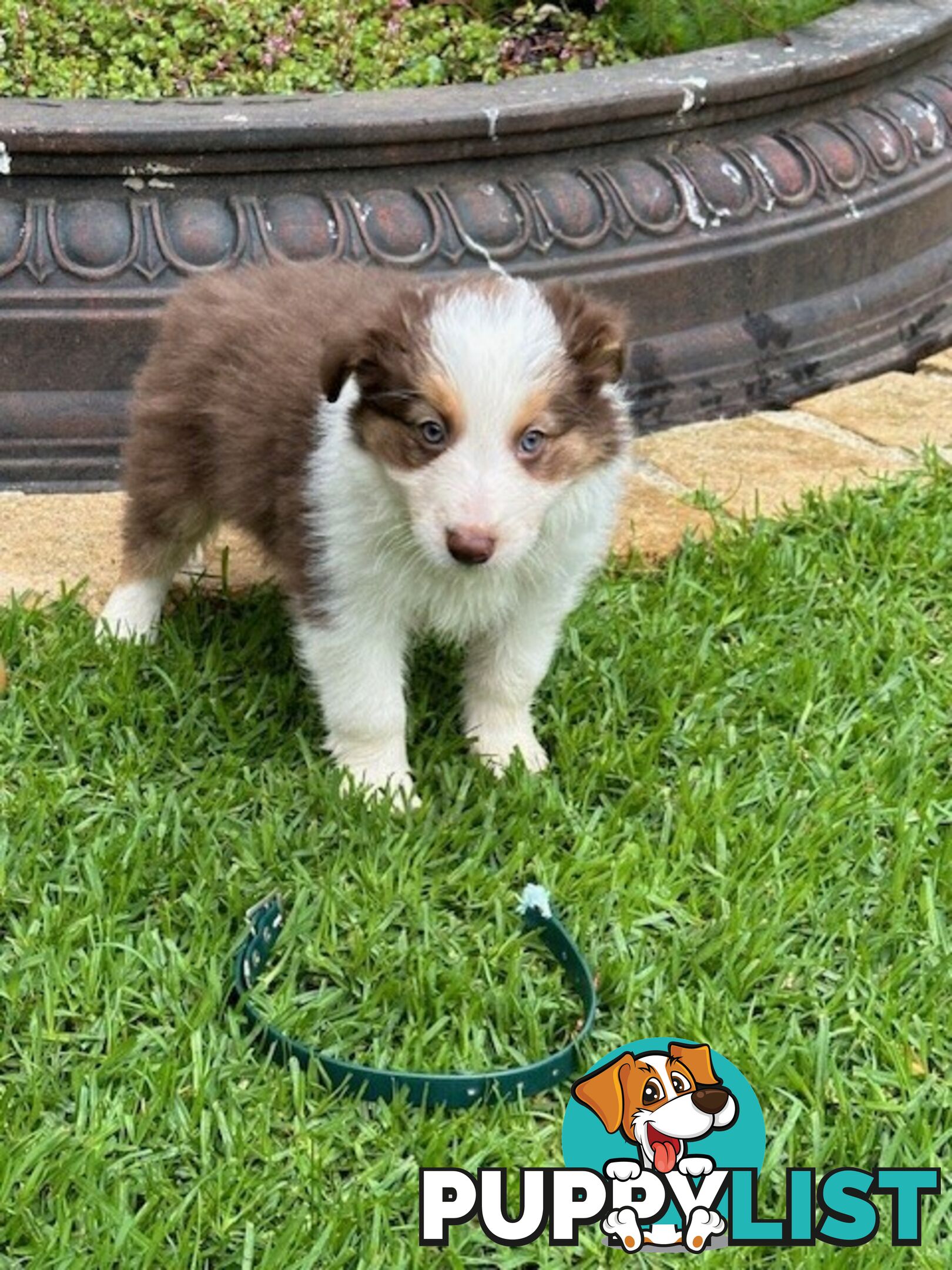 PURE BRED LONG HAIRED BORDER COLLIE PUPPIES