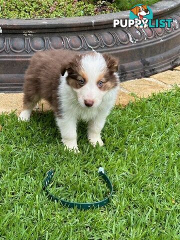 PURE BRED LONG HAIRED BORDER COLLIE PUPPIES
