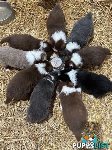 PURE BRED LONG HAIRED BORDER COLLIE PUPPIES