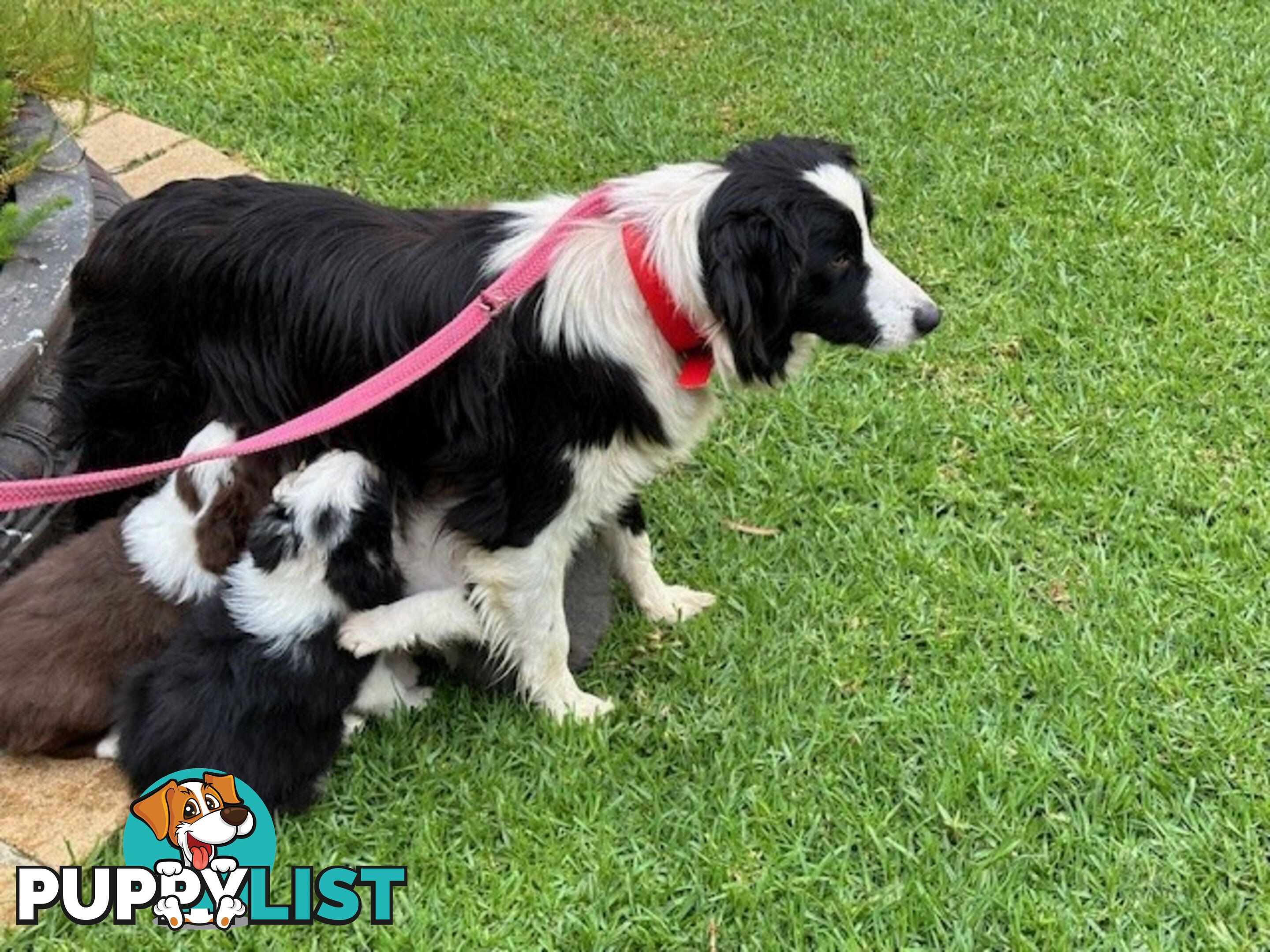 PURE BRED LONG HAIRED BORDER COLLIE PUPPIES