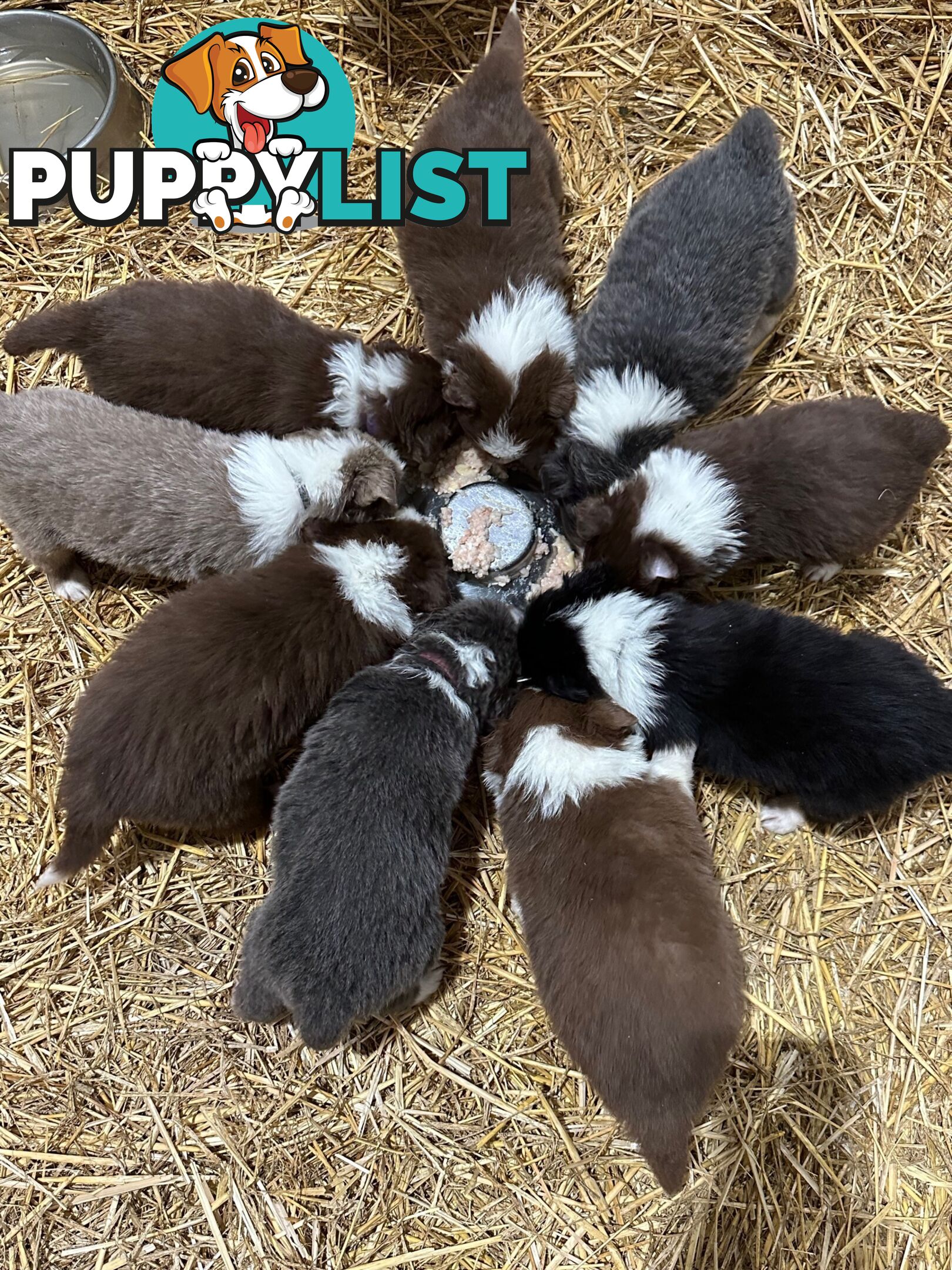 PURE BRED LONG HAIRED BORDER COLLIE PUPPIES