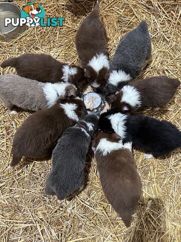PURE BRED LONG HAIRED BORDER COLLIE PUPPIES