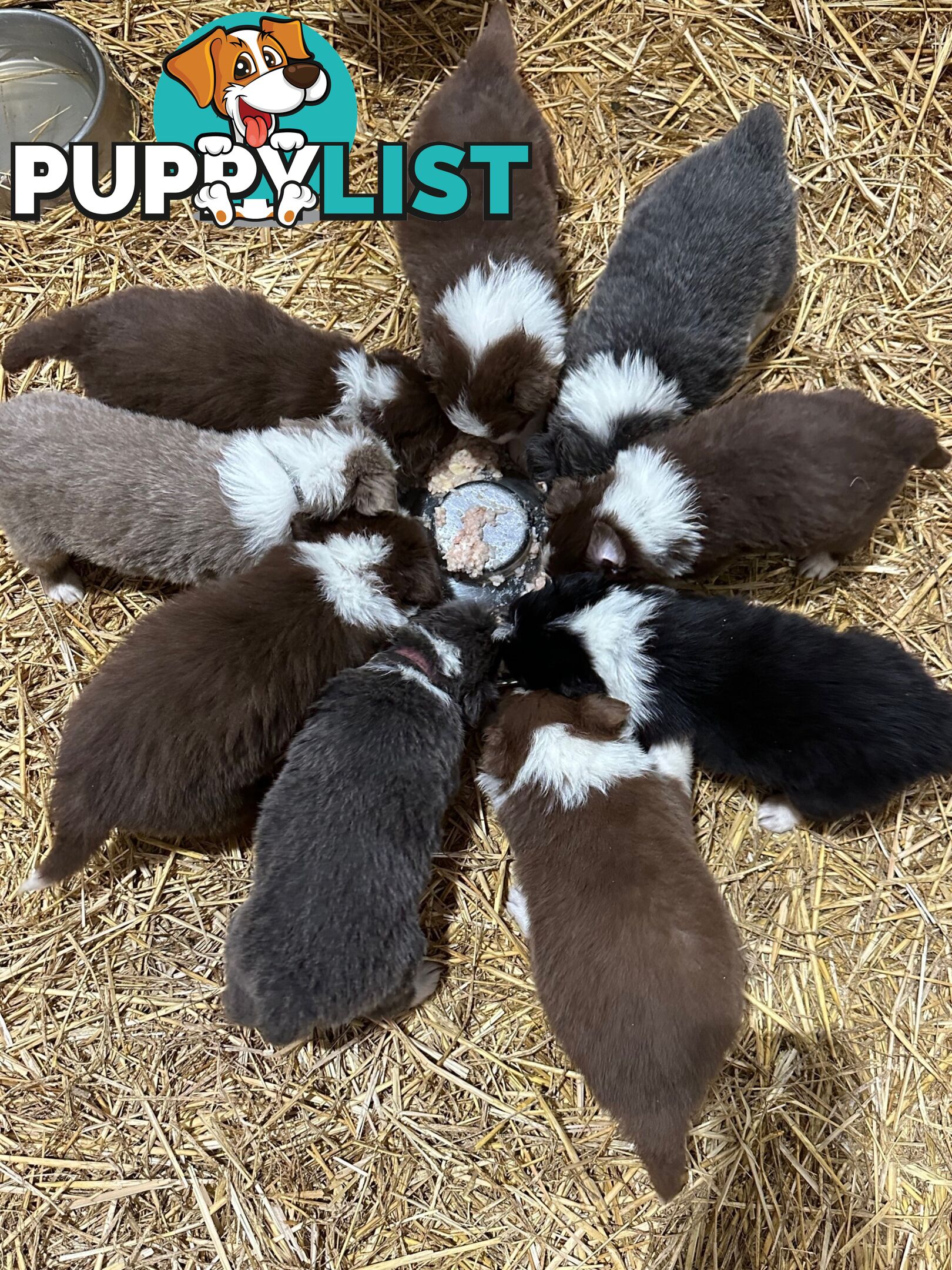 PURE BRED LONG HAIRED BORDER COLLIE PUPPIES