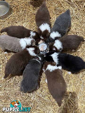 PURE BRED LONG HAIRED BORDER COLLIE PUPPIES