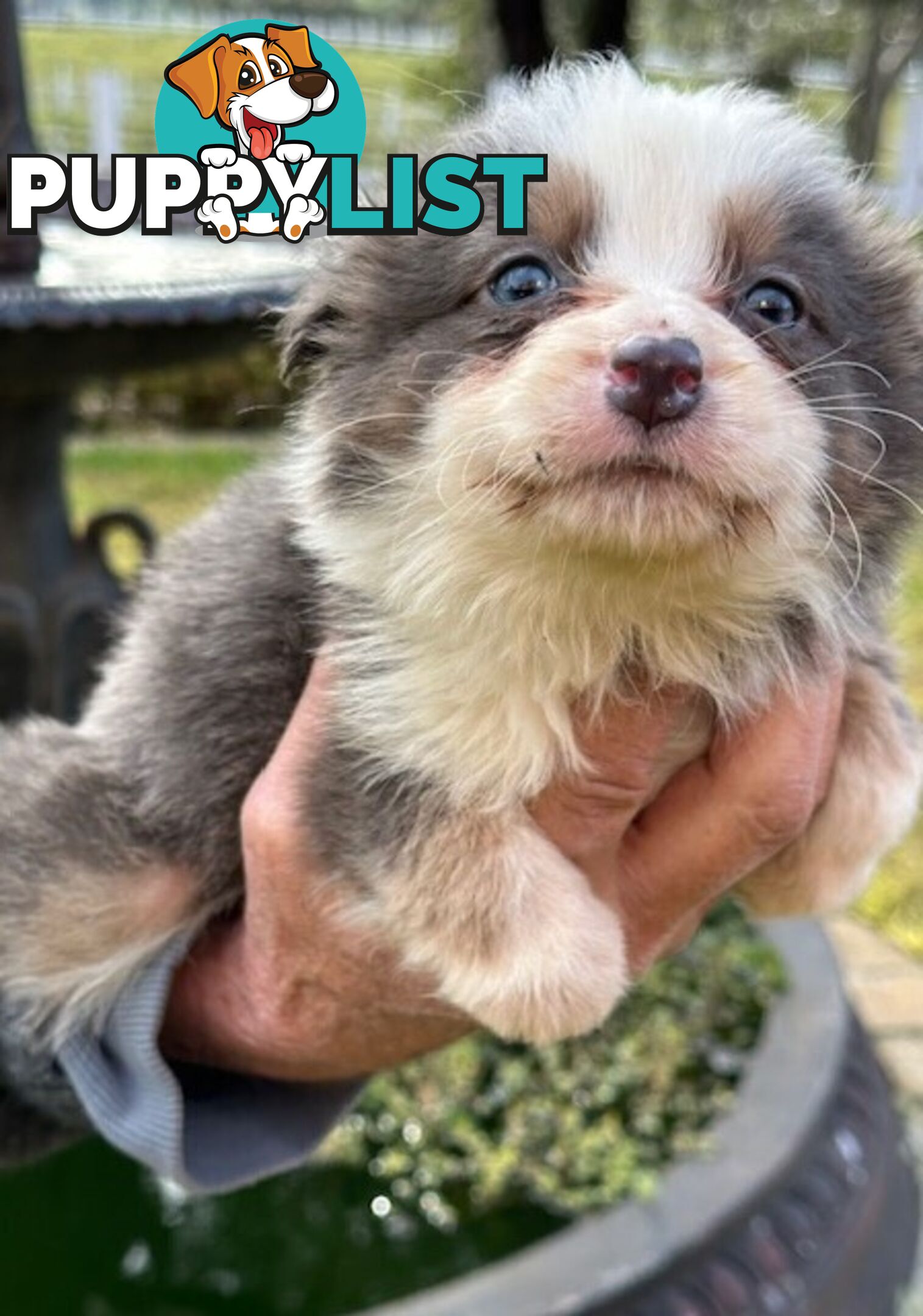 PURE BRED LONG HAIRED BORDER COLLIE PUPPIES