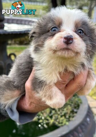 PURE BRED LONG HAIRED BORDER COLLIE PUPPIES