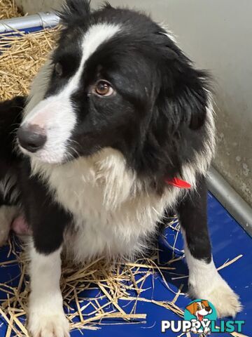 PURE BRED LONG HAIRED BORDER COLLIE PUPPIES