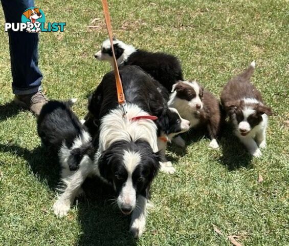 BORDER COLLIE PUPPIES