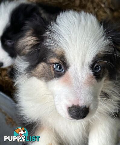 BORDER COLLIE PUPPIES