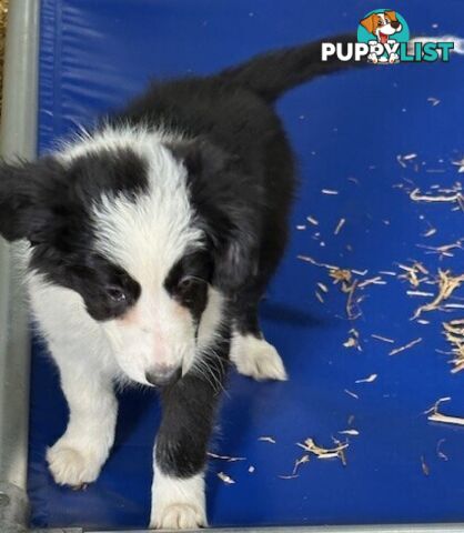 BORDER COLLIE PUPPIES