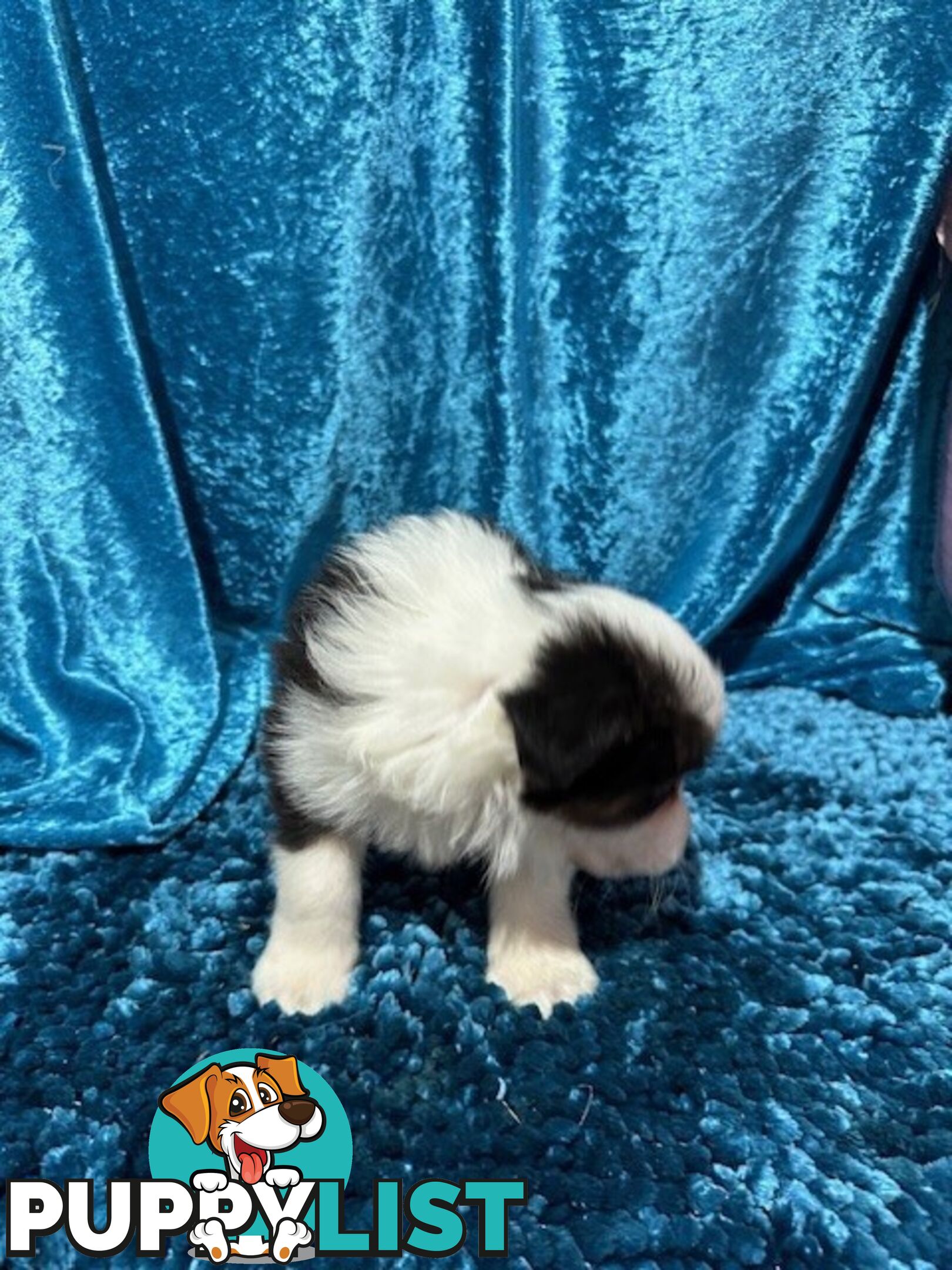 PURE BRED LONG HAIRED BORDER COLLIE PUPPIES