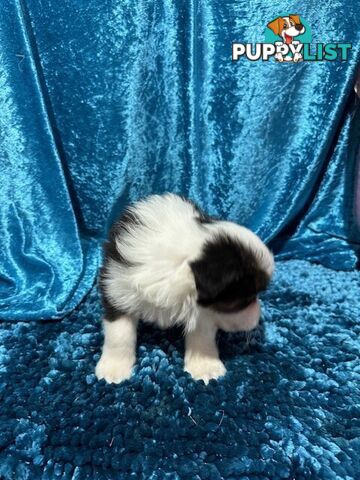 PURE BRED LONG HAIRED BORDER COLLIE PUPPIES