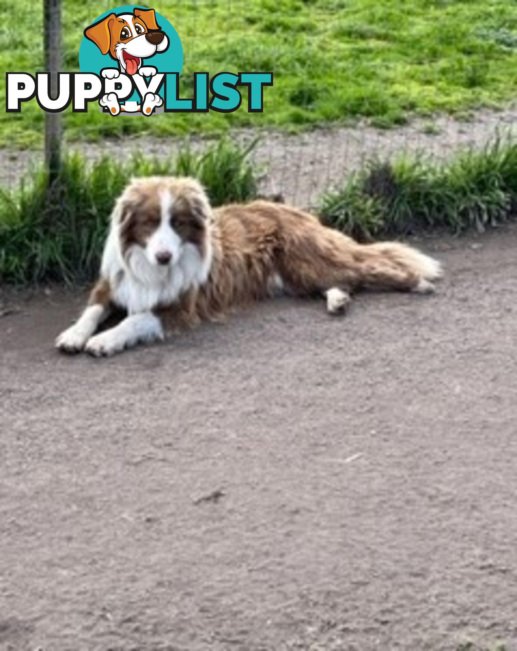 PURE BRED LONG HAIRED BORDER COLLIE PUPPIES