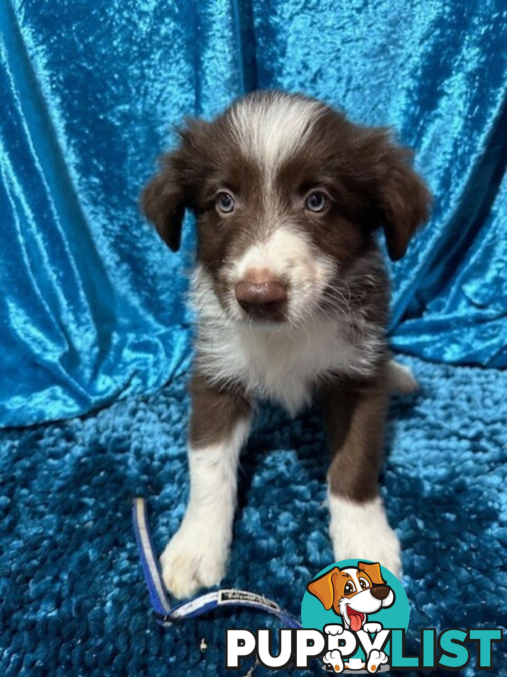 PURE BRED LONG HAIRED BORDER COLLIE PUPPIES