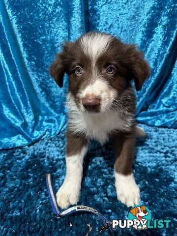 PURE BRED LONG HAIRED BORDER COLLIE PUPPIES