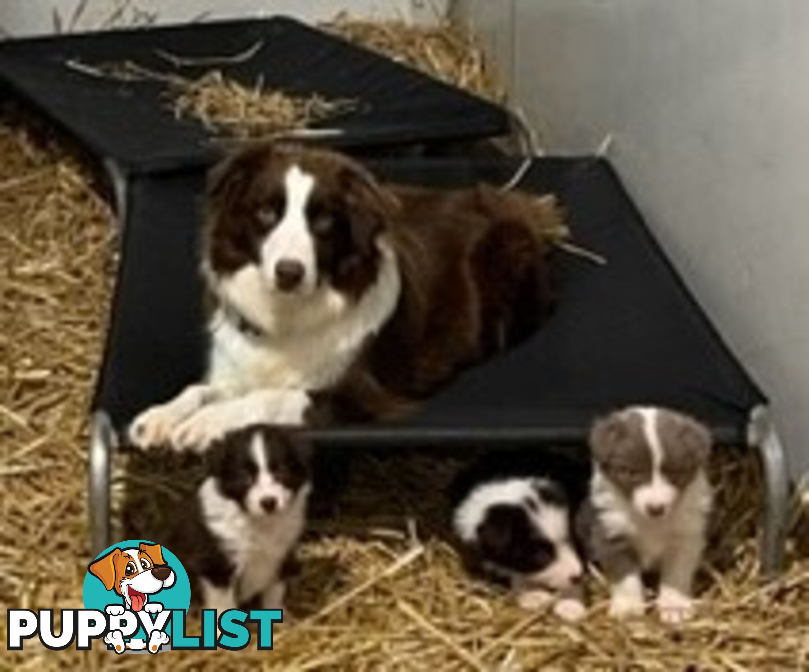 PURE BRED LONG HAIRED BORDER COLLIE PUPPIES