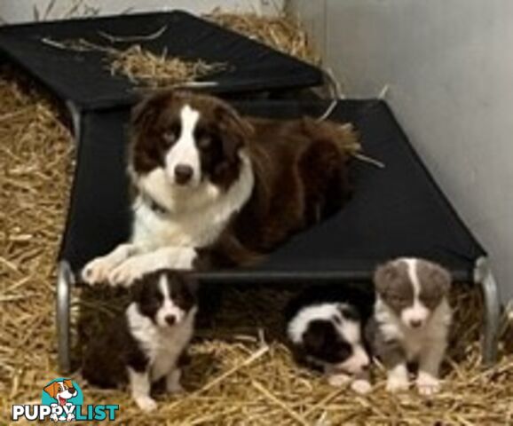 PURE BRED LONG HAIRED BORDER COLLIE PUPPIES