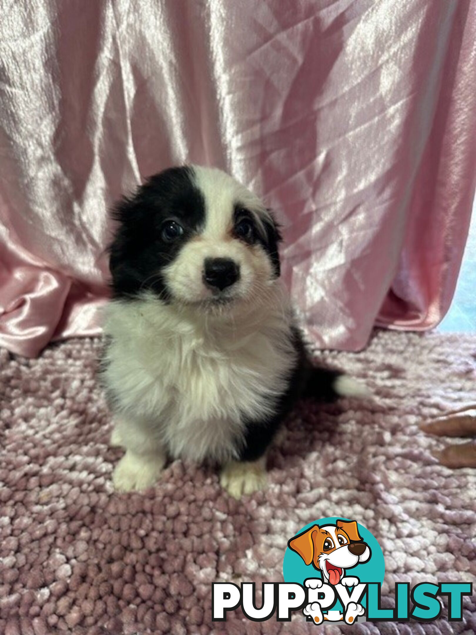 PURE BRED LONG HAIRED BORDER COLLIE PUPPIES