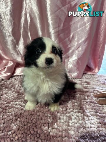 PURE BRED LONG HAIRED BORDER COLLIE PUPPIES