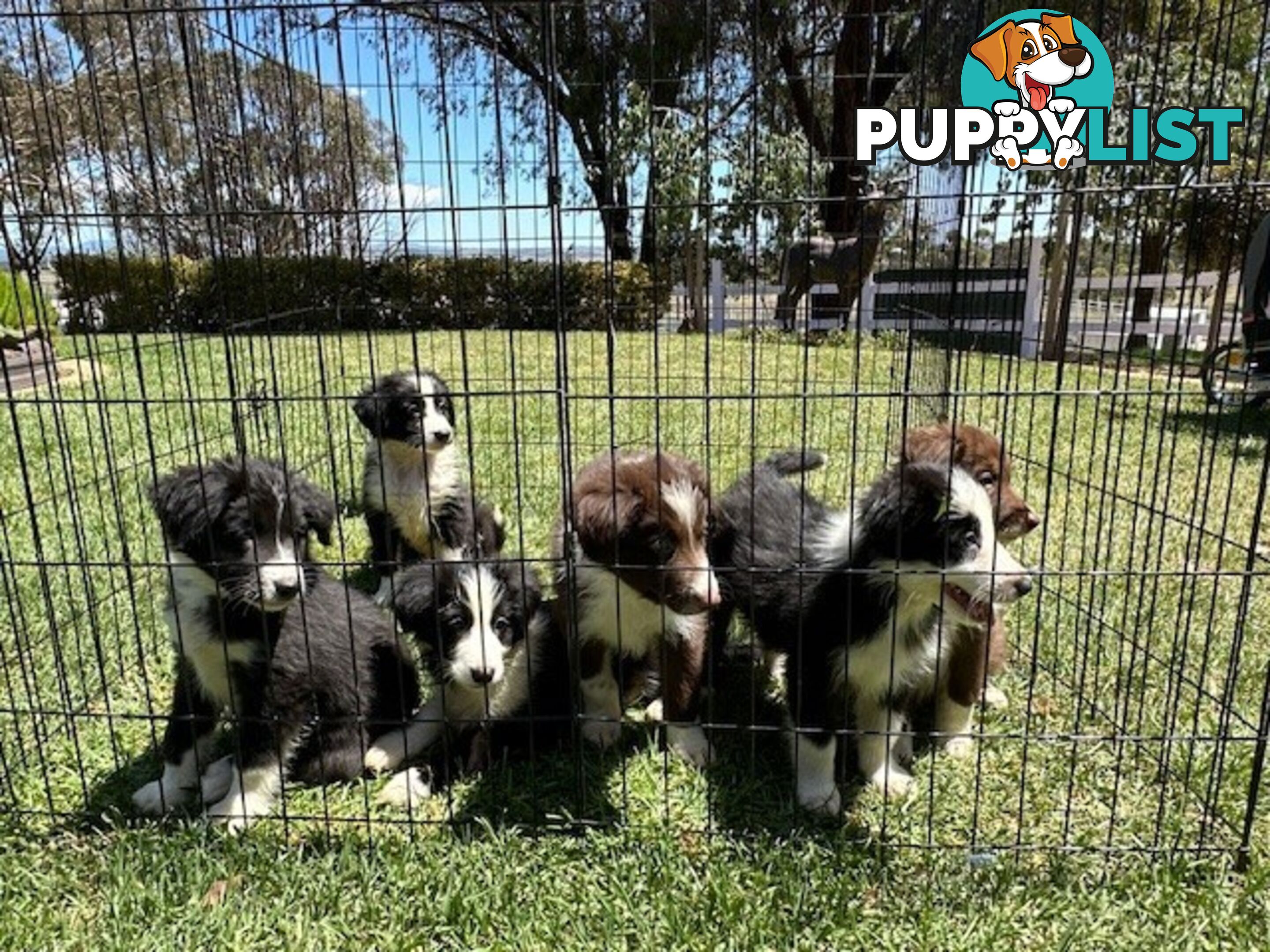 PURE BRED LONG HAIRED BORDER COLLIE PUPPIES