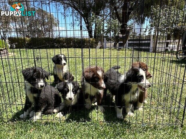 PURE BRED LONG HAIRED BORDER COLLIE PUPPIES