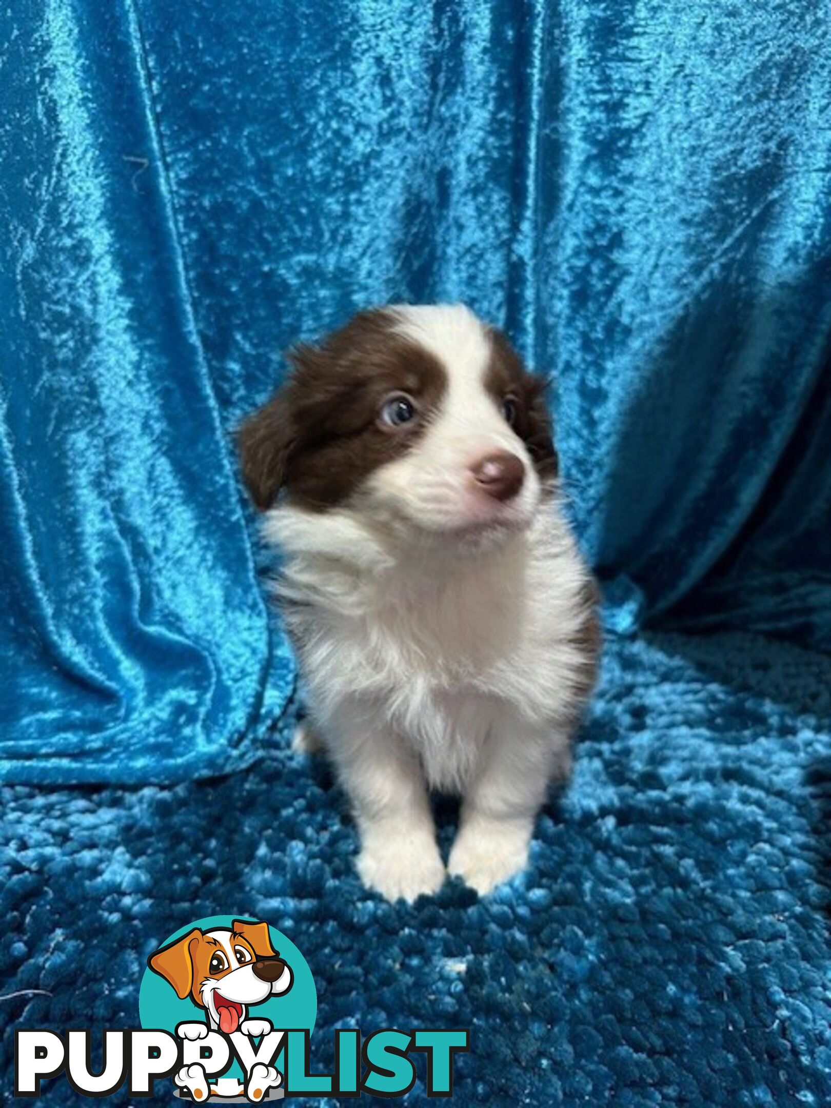 PURE BRED LONG HAIRED BORDER COLLIE PUPPIES