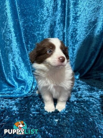 PURE BRED LONG HAIRED BORDER COLLIE PUPPIES