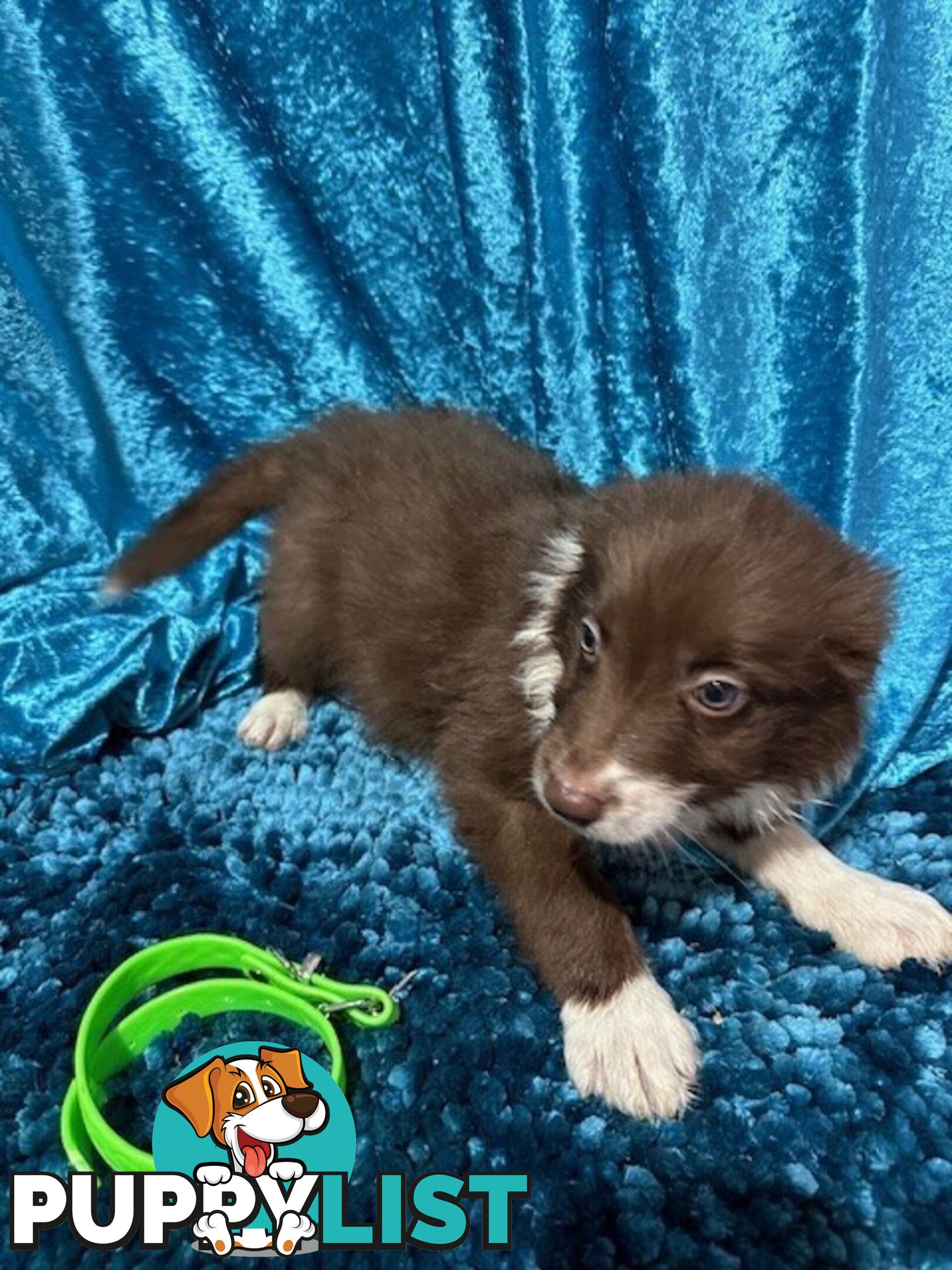 PURE BRED LONG HAIRED BORDER COLLIE PUPPIES