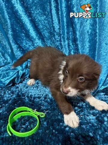 PURE BRED LONG HAIRED BORDER COLLIE PUPPIES