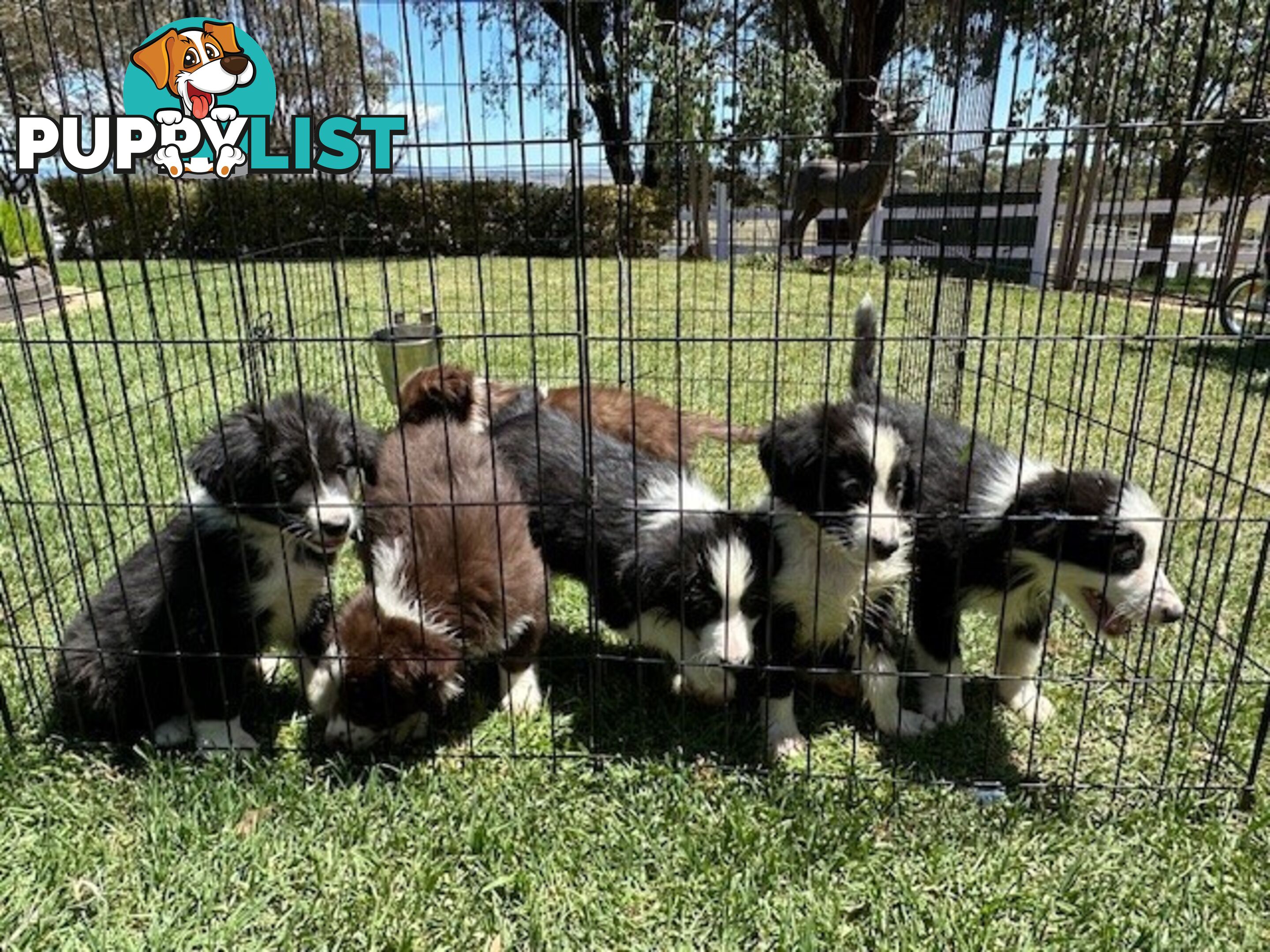 PURE BRED LONG HAIRED BORDER COLLIE PUPPIES