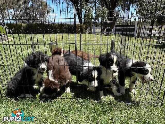 PURE BRED LONG HAIRED BORDER COLLIE PUPPIES