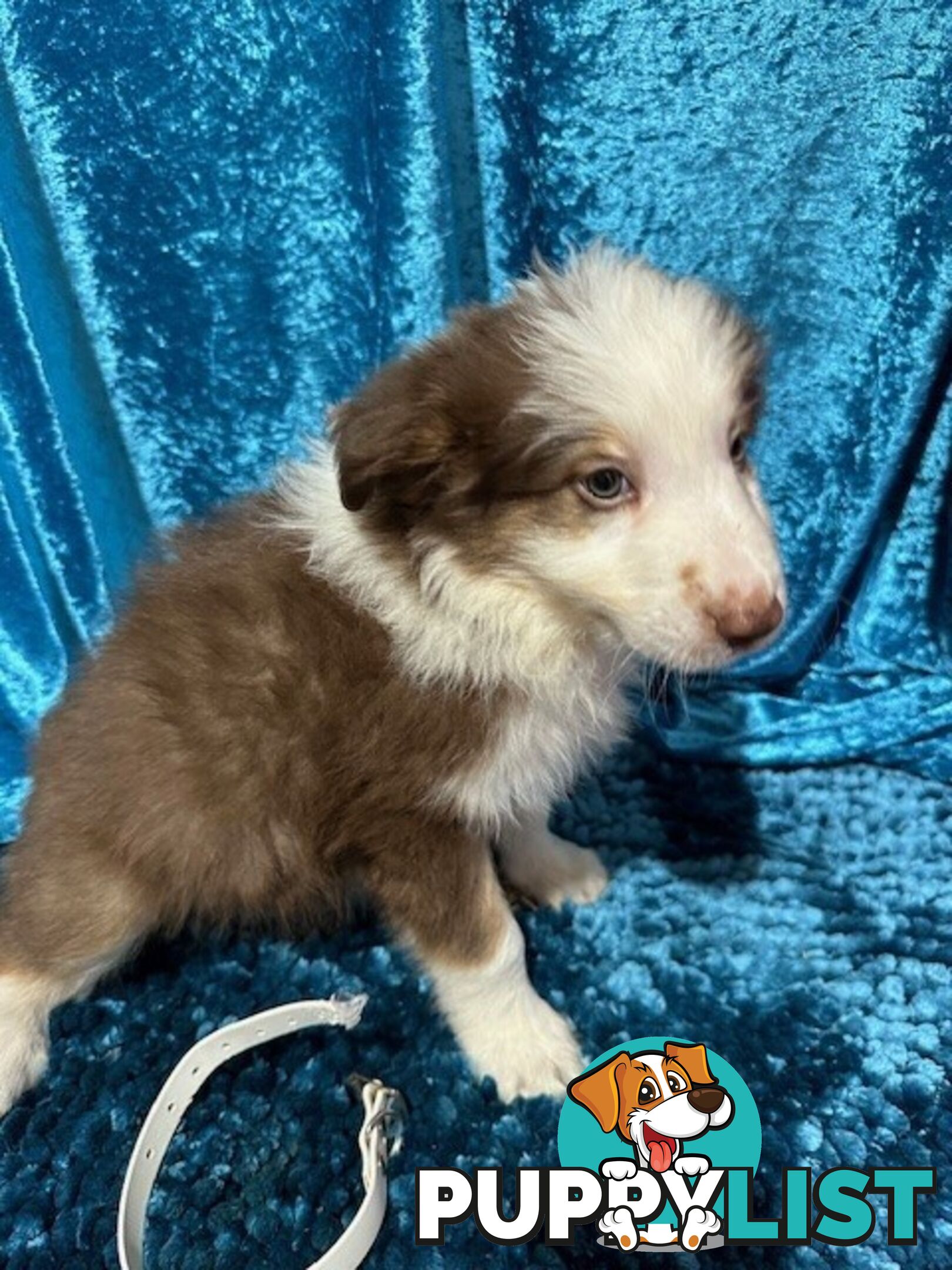 PURE BRED LONG HAIRED BORDER COLLIE PUPPIES