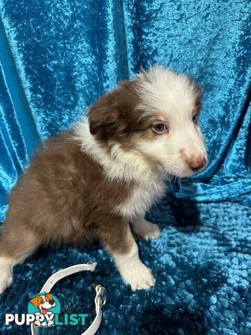 PURE BRED LONG HAIRED BORDER COLLIE PUPPIES