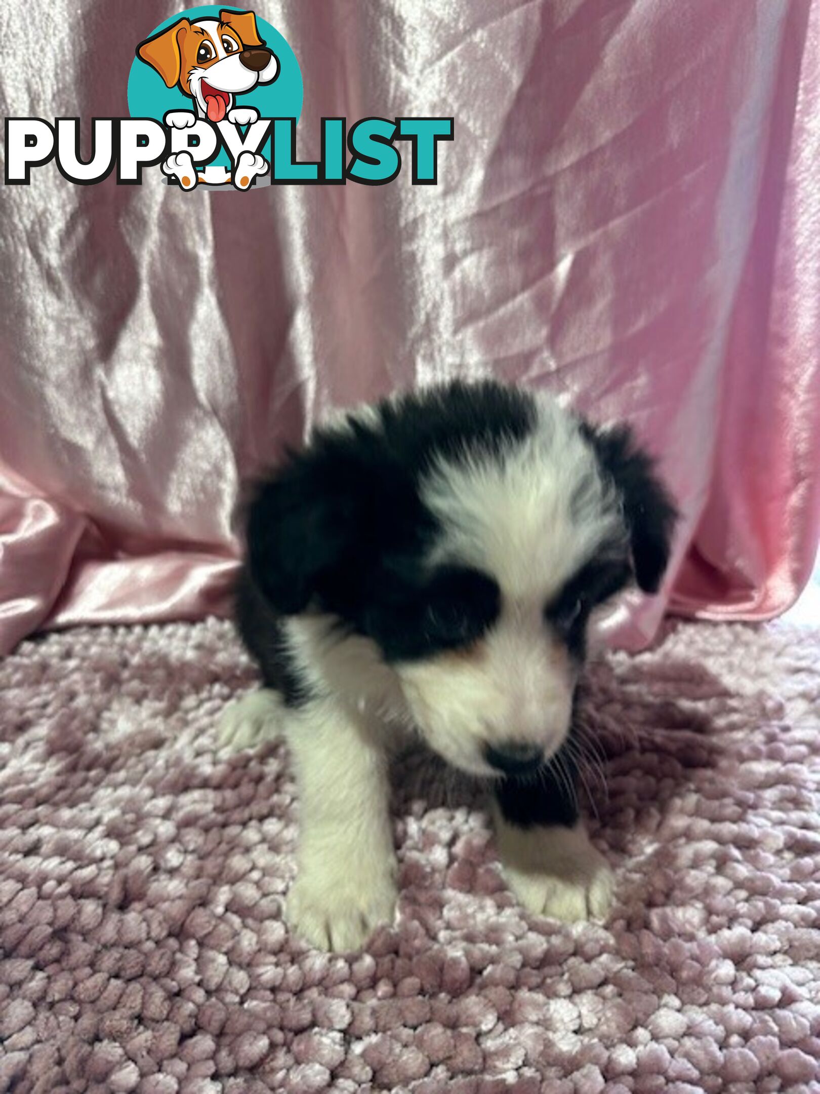 PURE BRED LONG HAIRED BORDER COLLIE PUPPIES