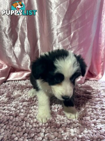 PURE BRED LONG HAIRED BORDER COLLIE PUPPIES