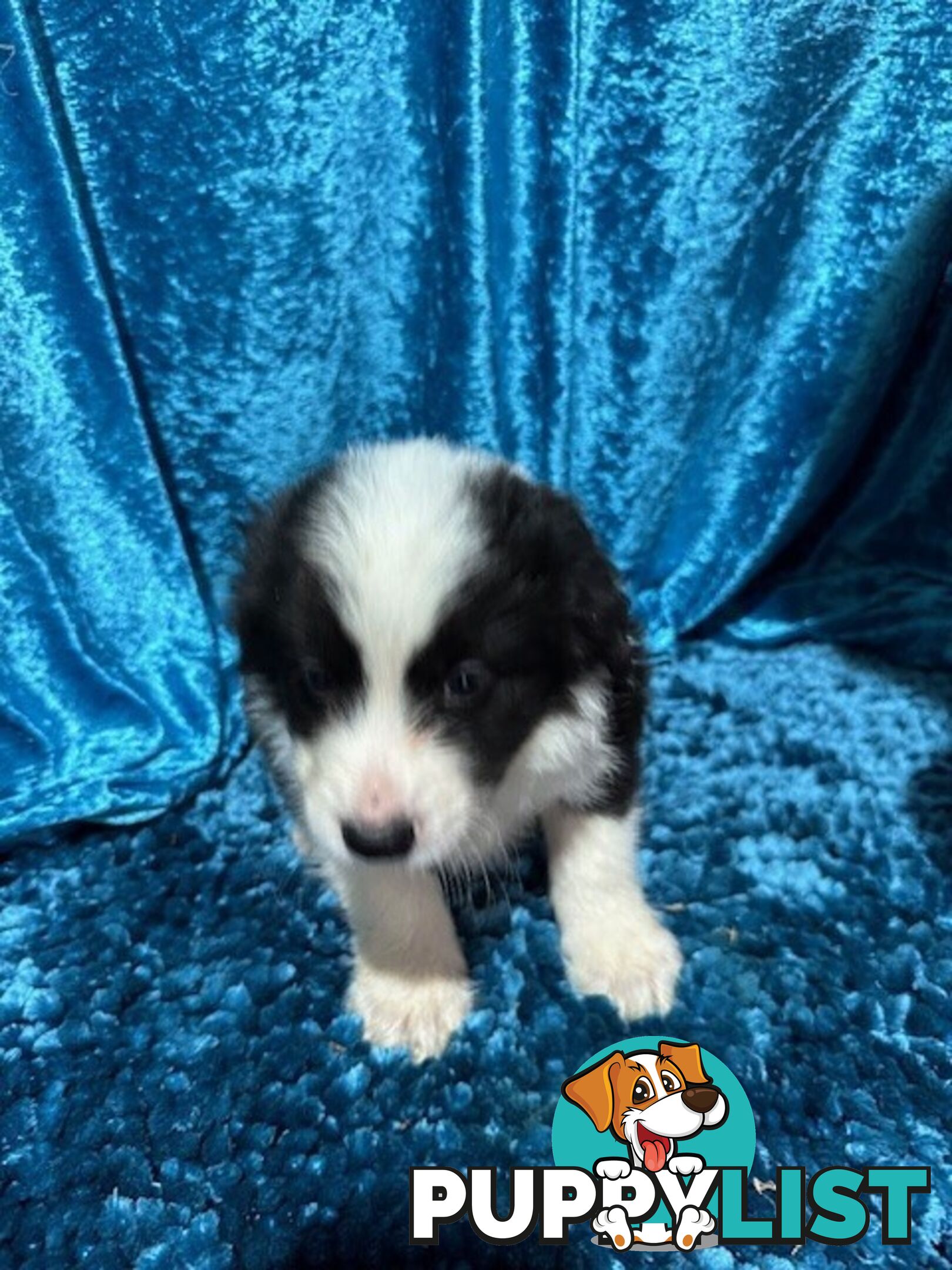 PURE BRED LONG HAIRED BORDER COLLIE PUPPIES