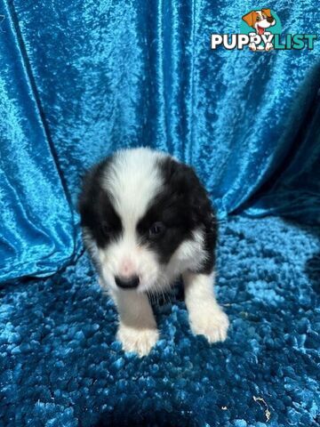 PURE BRED LONG HAIRED BORDER COLLIE PUPPIES