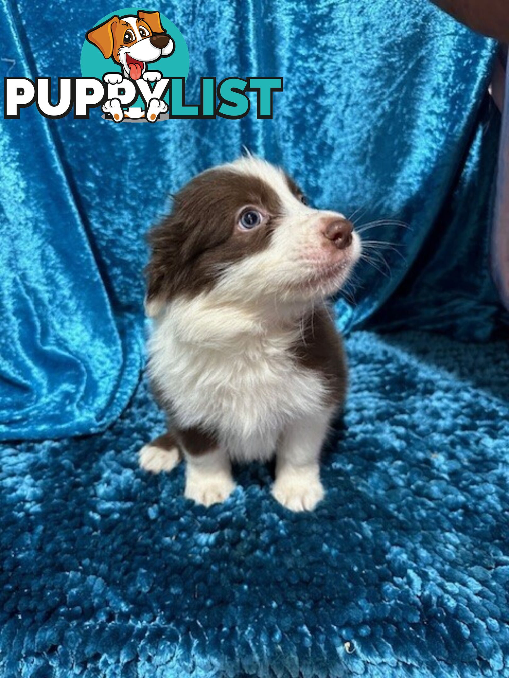 PURE BRED LONG HAIRED BORDER COLLIE PUPPIES