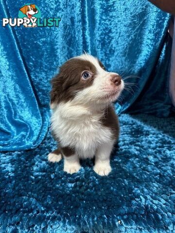 PURE BRED LONG HAIRED BORDER COLLIE PUPPIES