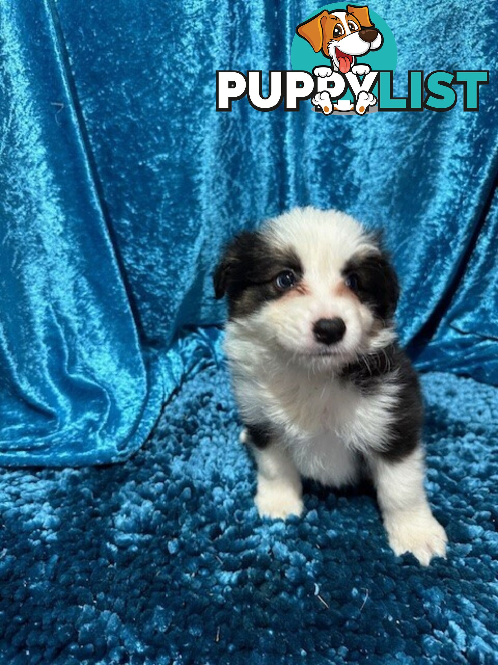 PURE BRED LONG HAIRED BORDER COLLIE PUPPIES