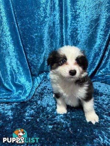 PURE BRED LONG HAIRED BORDER COLLIE PUPPIES