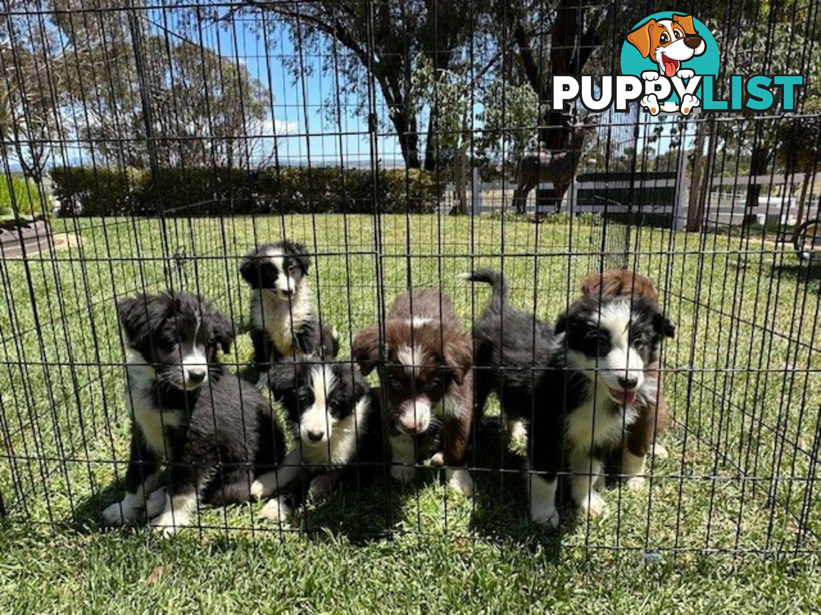 PURE BRED LONG HAIRED BORDER COLLIE PUPPIES