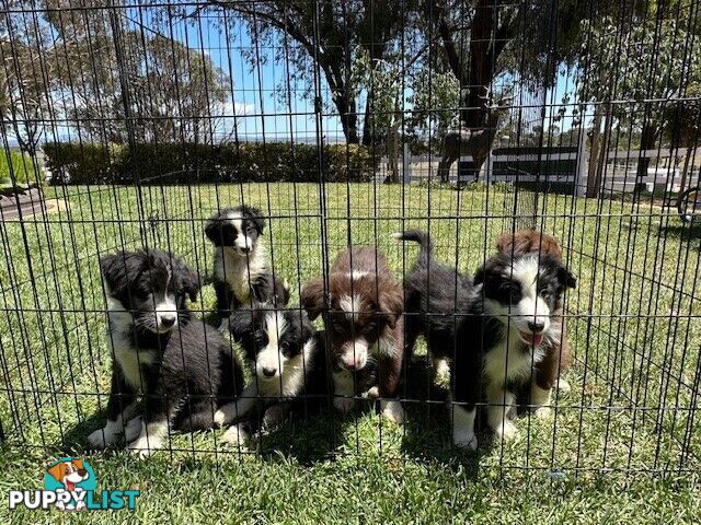 PURE BRED LONG HAIRED BORDER COLLIE PUPPIES