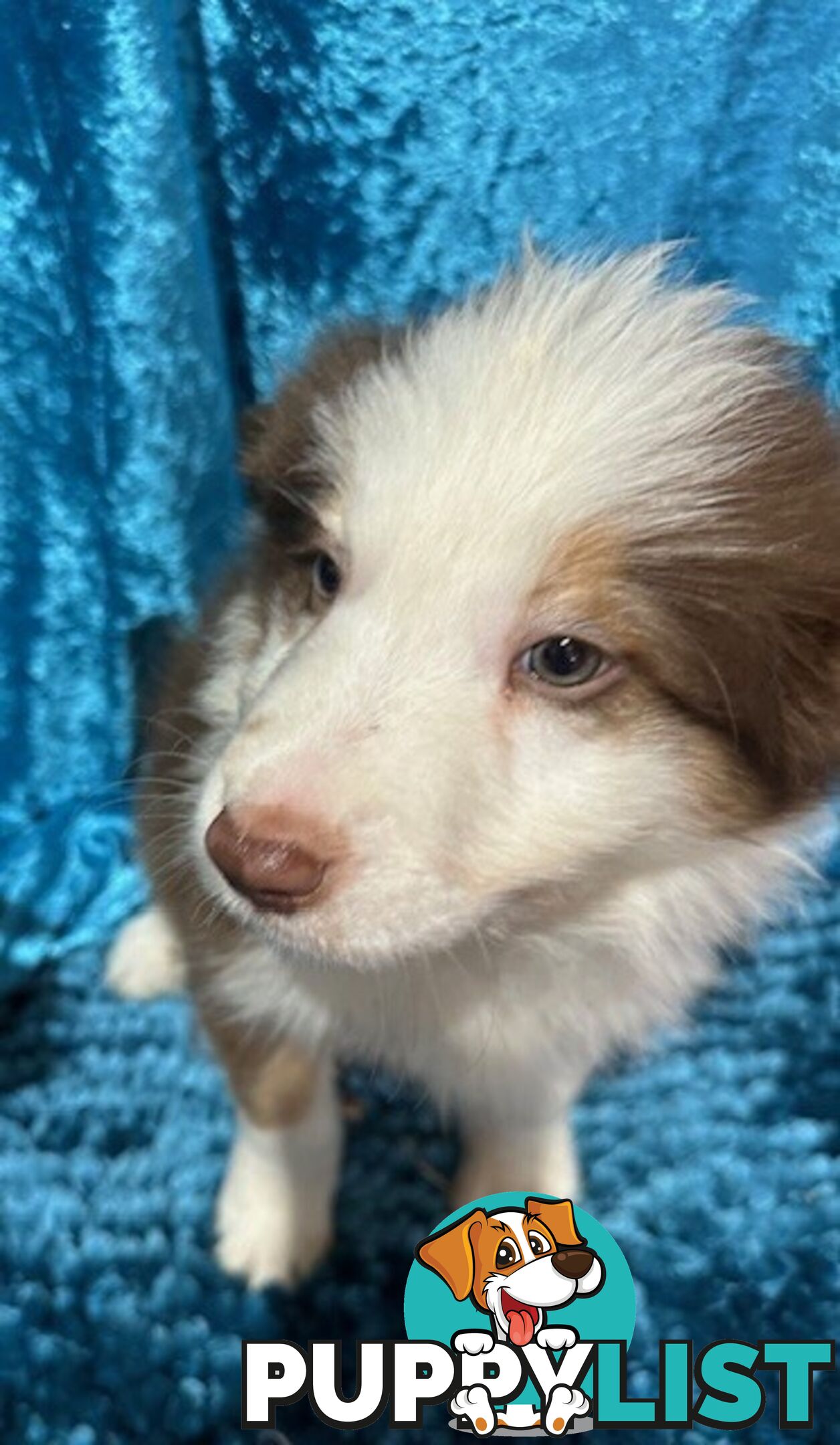 PURE BRED LONG HAIRED BORDER COLLIE PUPPIES