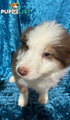 PURE BRED LONG HAIRED BORDER COLLIE PUPPIES