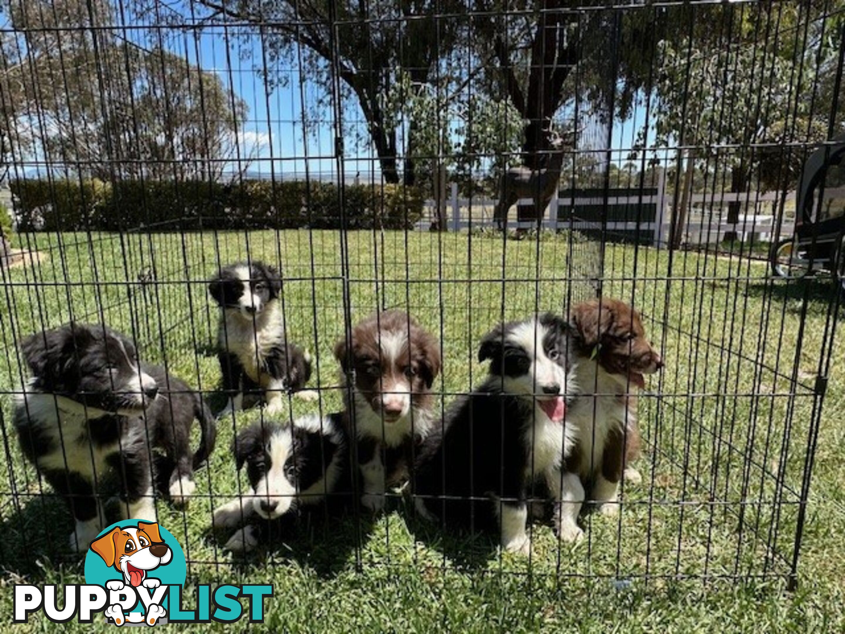 PURE BRED LONG HAIRED BORDER COLLIE PUPPIES